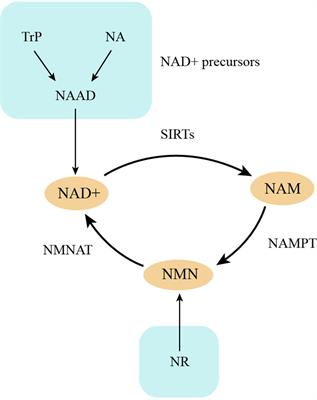 Sirtuins in osteoarthritis: current understanding